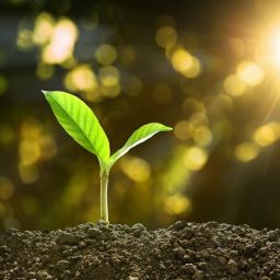 Resilienz – das Immunsystem der Seele